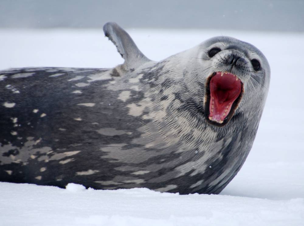 69774 antarctique ile de la deception