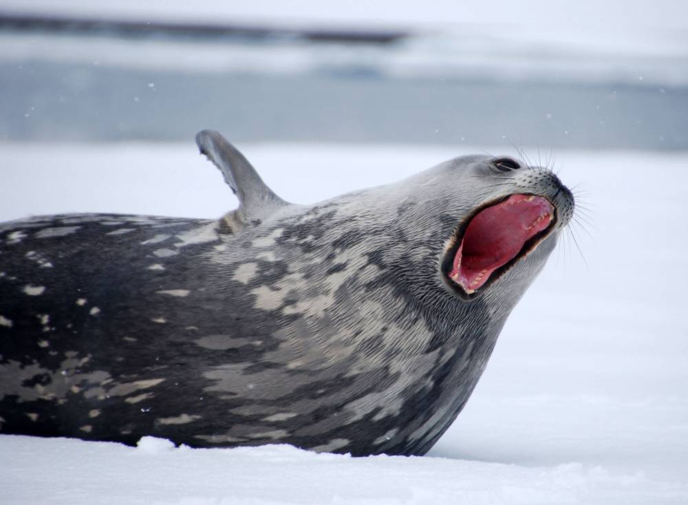 69775 antarctique ile de la deception