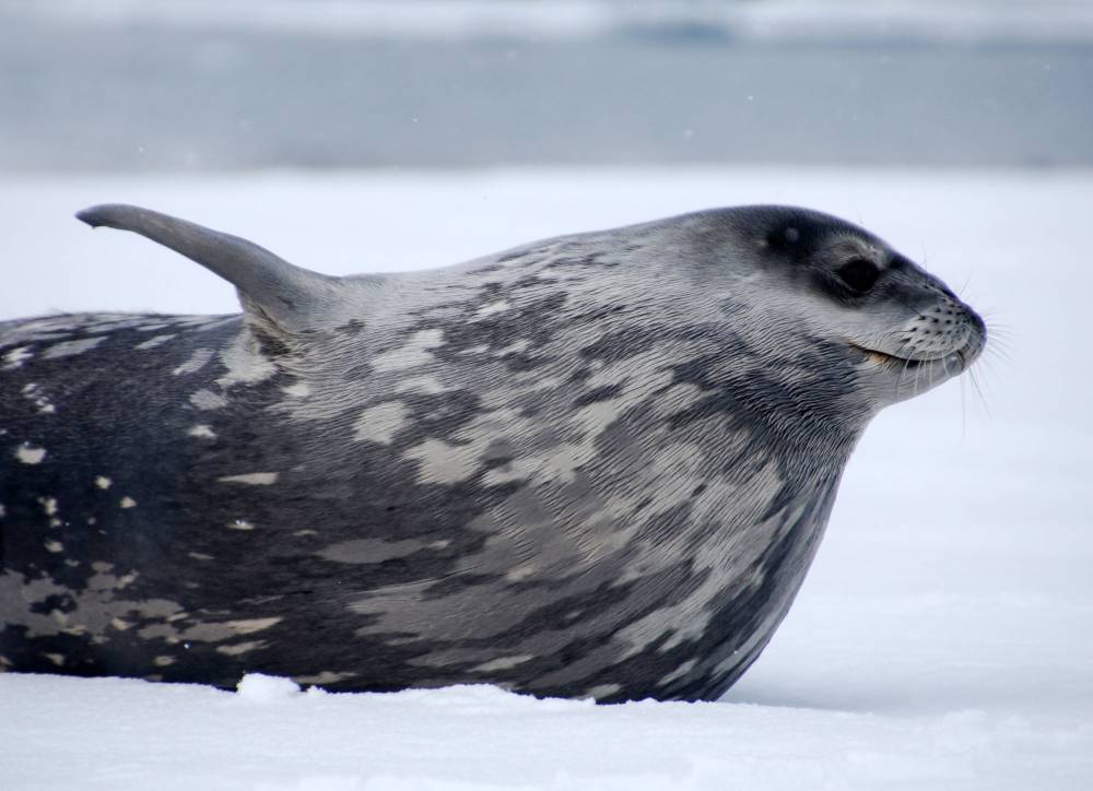 69776 antarctique ile de la deception