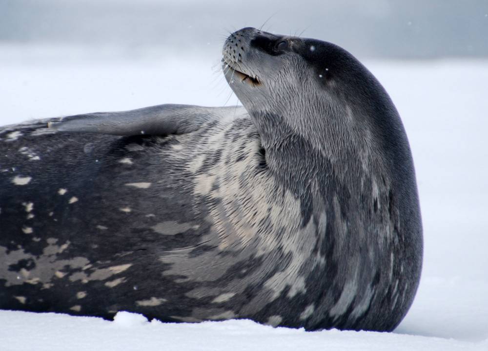 69777 antarctique ile de la deception
