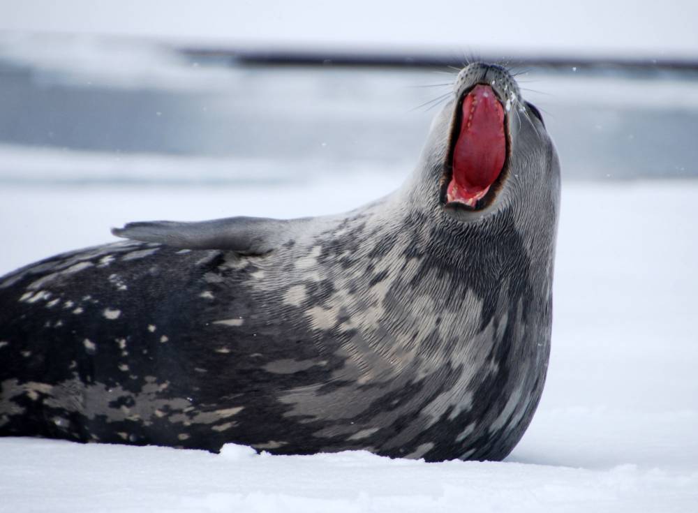 69778 antarctique ile de la deception