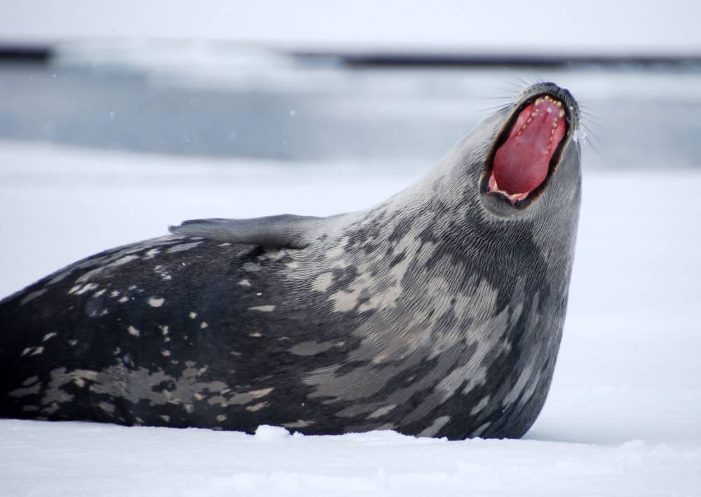 69779 antarctique ile de la deception