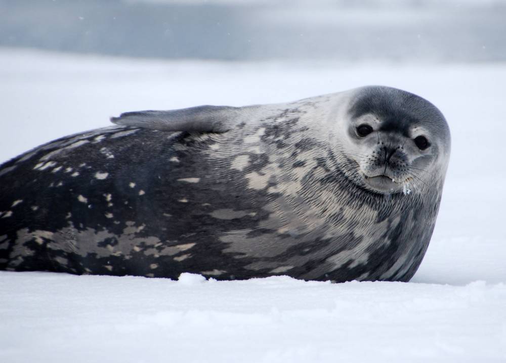 69780 antarctique ile de la deception