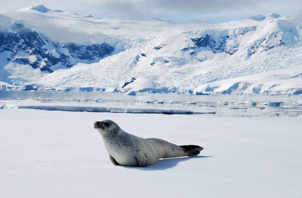 70039 antarctique