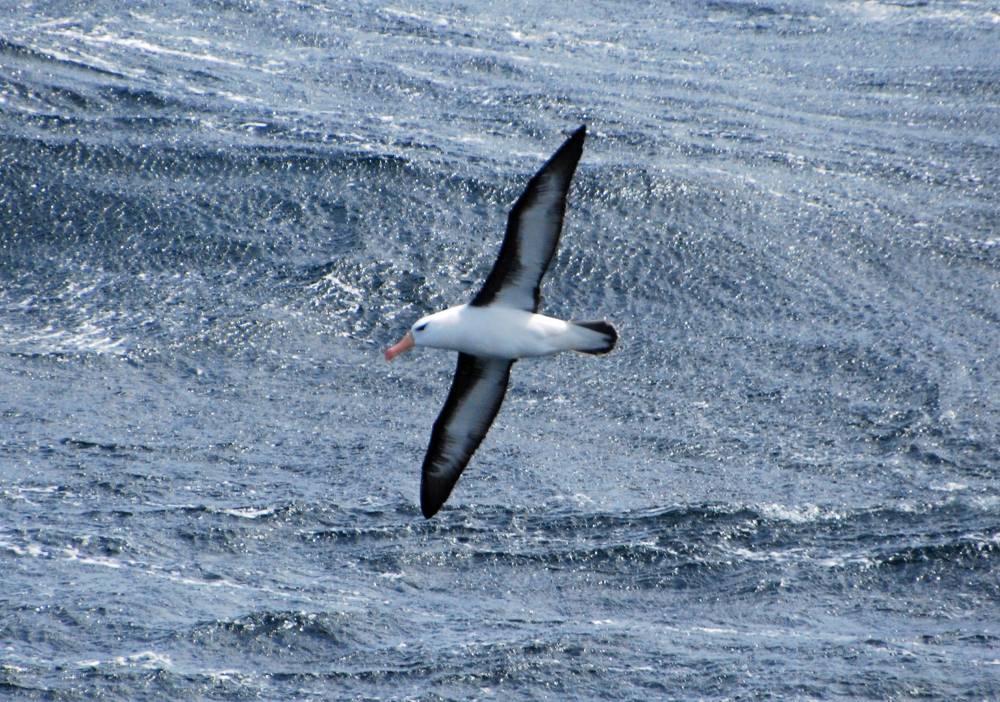 70093 antarctique beagle