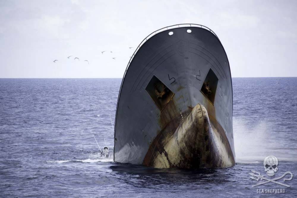 104816 sea shepherd thunder
