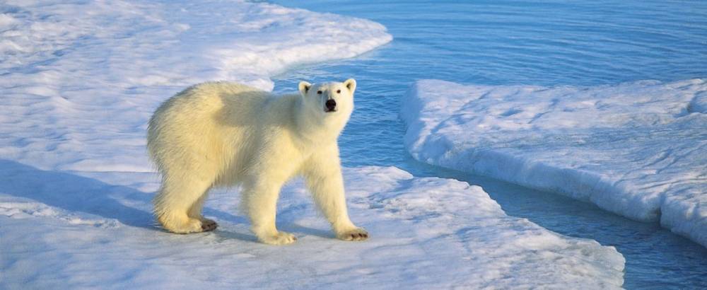 149360 antarctique