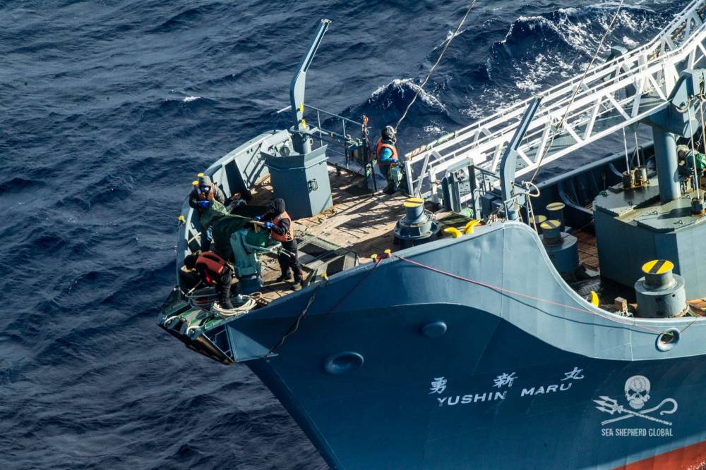 160742 sea shepherd baleiniers