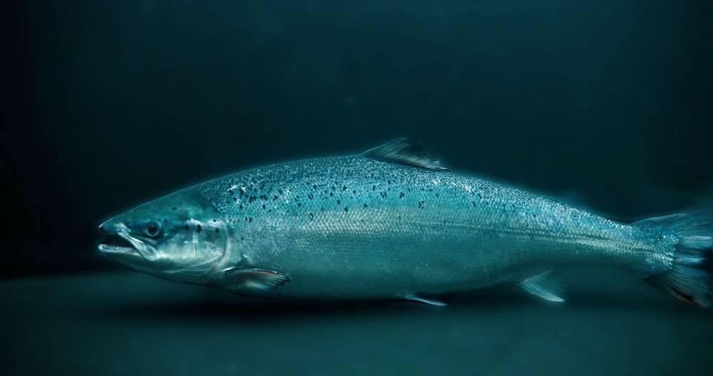 Les aliments pour poissons flottants de sortie élevé la machine de  production alimentaire - Chine Les poissons se nourrissent de la machine,  aliments pour poissons Machine