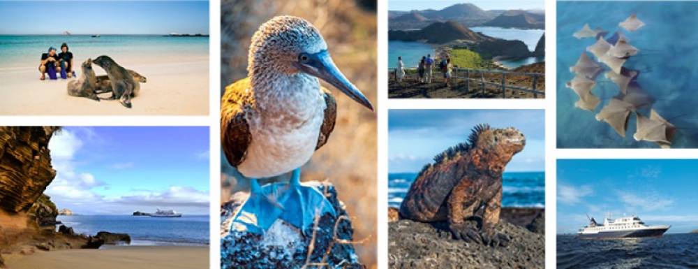 208062 galapagos