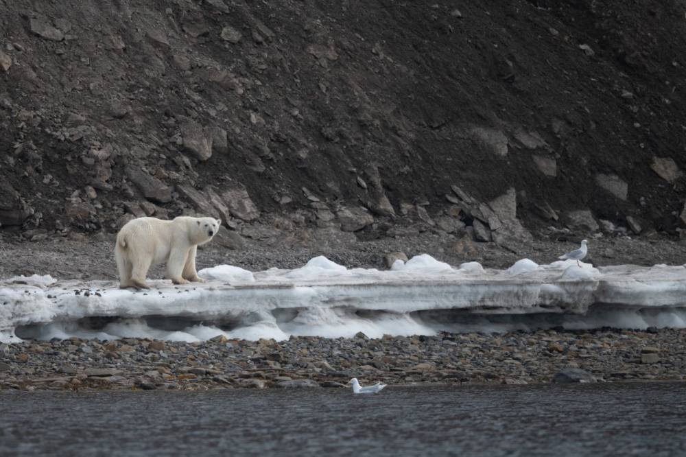 213017 Polarfront Svalbard