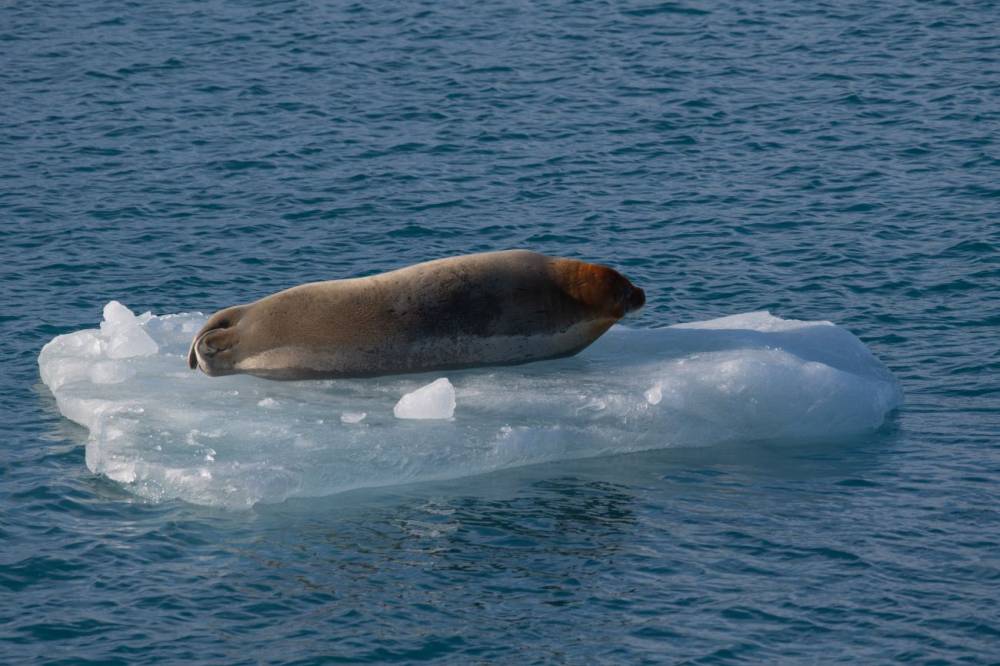 213091 Polarfront Svalbard