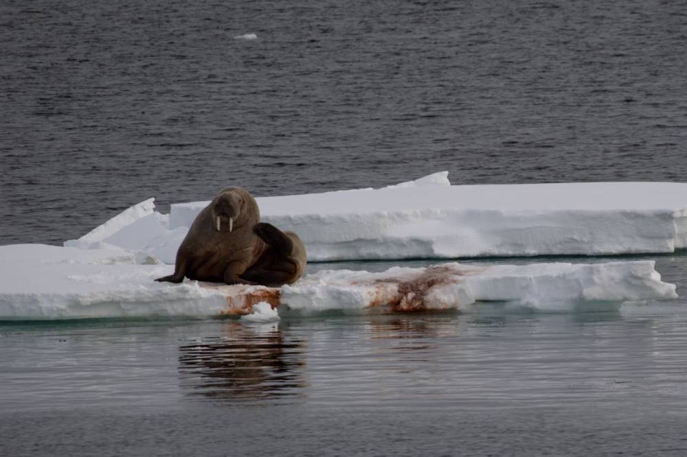 213093 Polarfront Svalbard