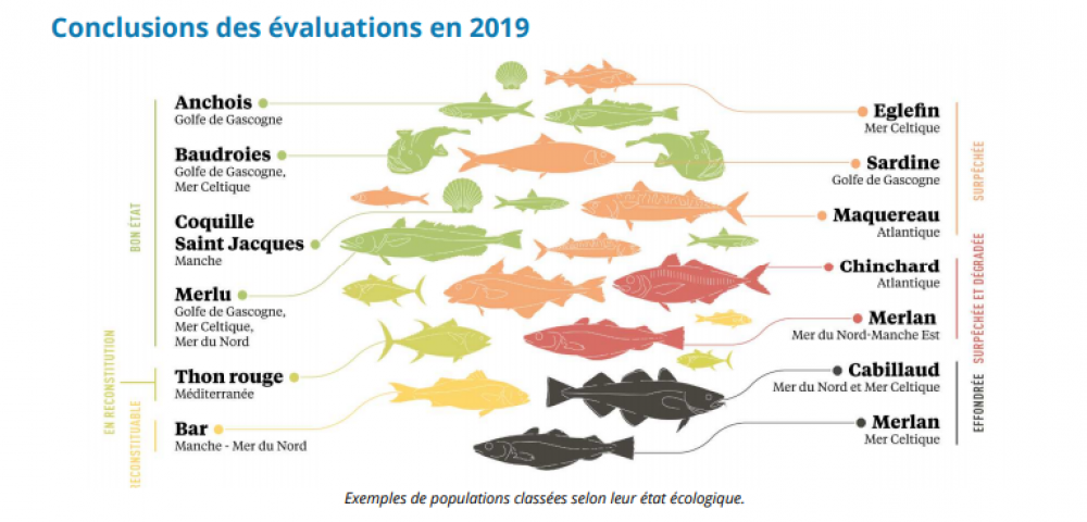 222562 infographie Ifremer