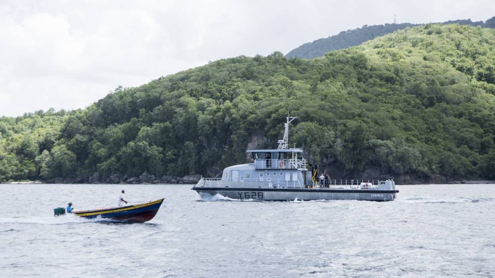 237622 martinique cmm luciole