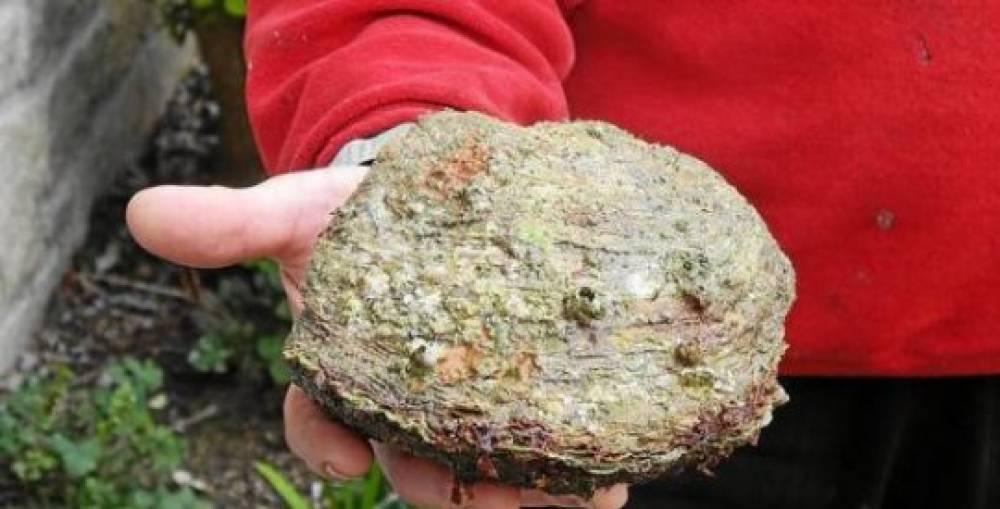 Pêche : Les spécimens rares capturés en Bretagne