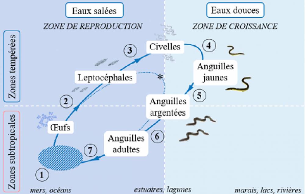 275762 anguille feunten