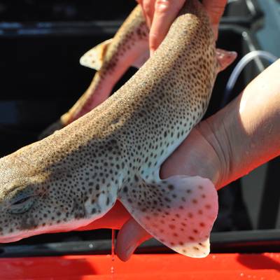 France Energies Marines : poissons et crustacés suivis par télémétrie ...